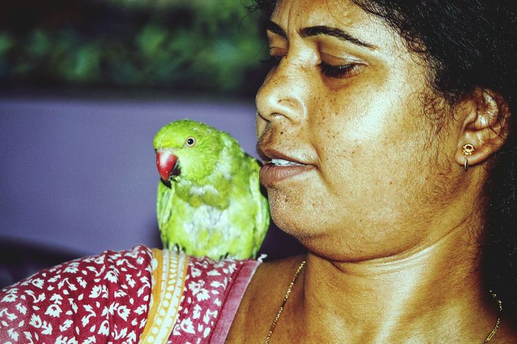 Close-up of parrot perching on woman