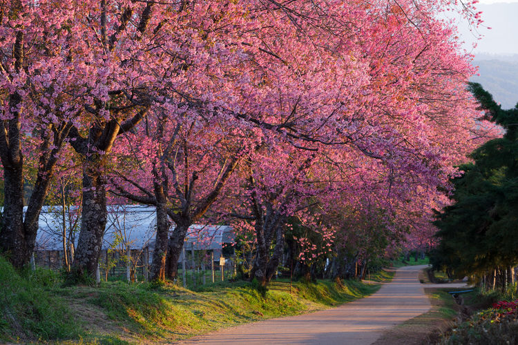 View of cherry blossom trees by road