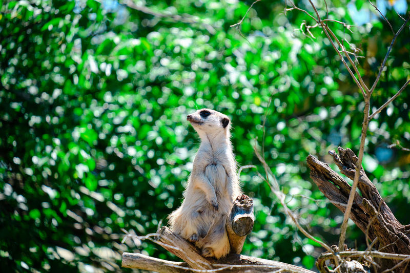 Close-up of meerkat