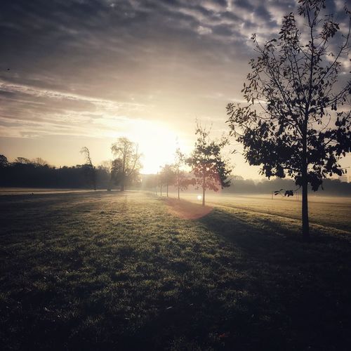 Trees on field against sky at sunset