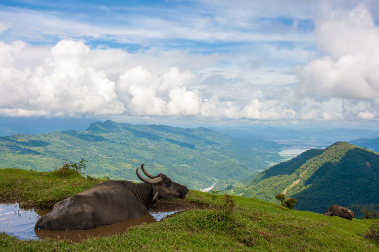 Water buffalo resting in pond on mountain by landscape against cloudy sky