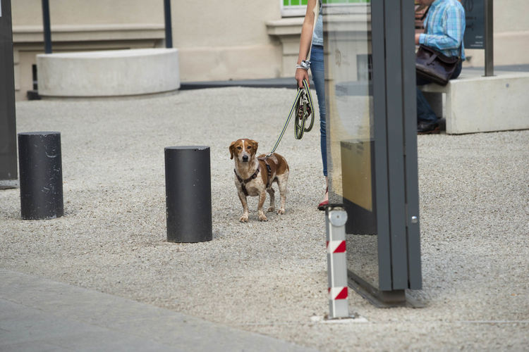 Side view of dog running on street
