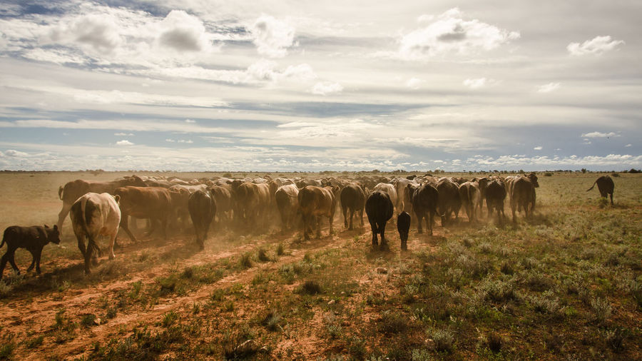 Cattle in farm against sky