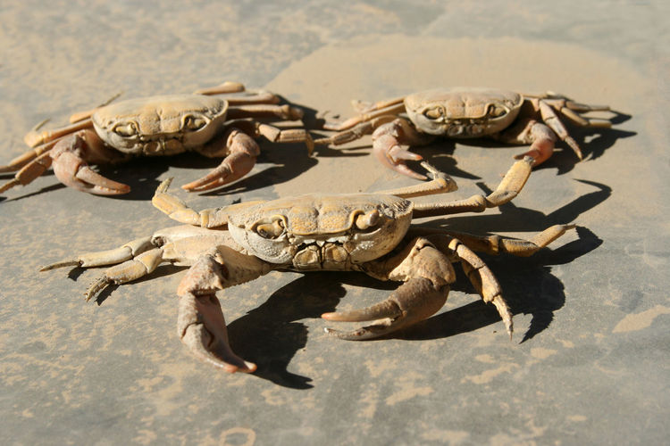 High angle view of crab