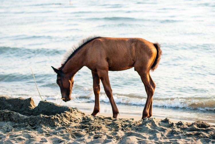 Horse standing on beach
