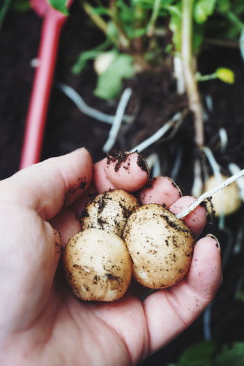 Cropped image of hand holding muddy potatoes