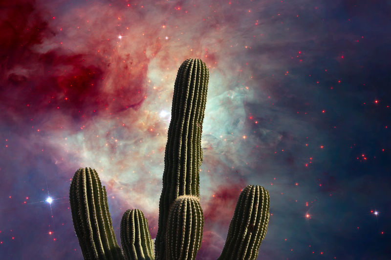 Close-up of cactus against sky at night