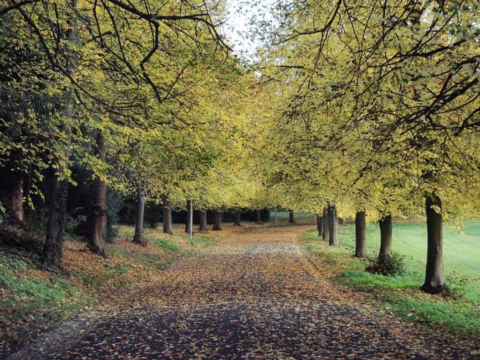 Trees on landscape during autumn