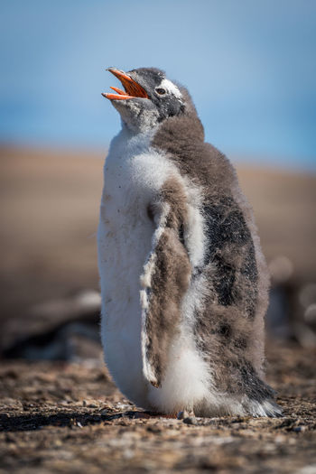 Sunny gentoo penguin chick with beak open