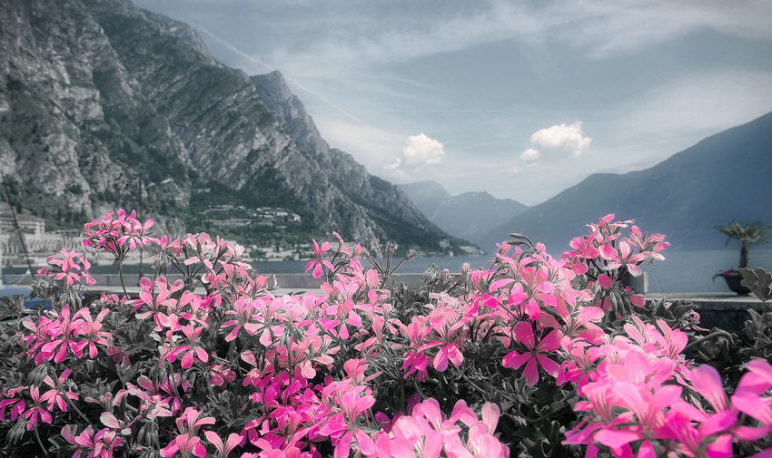 Pink flowering plants by mountains against sky