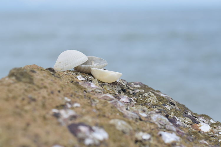 Close-up of seashell on rock by sea