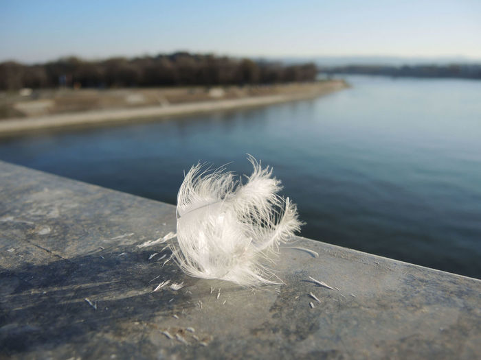 The feather remained on the fence after the bird flew away from the bridge over the river