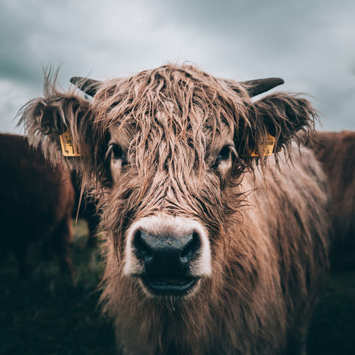 Close-up of cow looking at camera