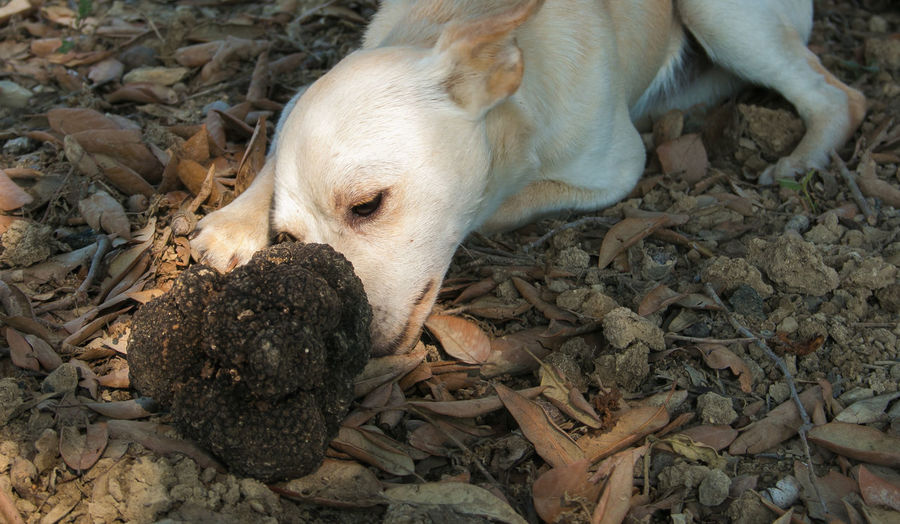Little white dog sear a truffle