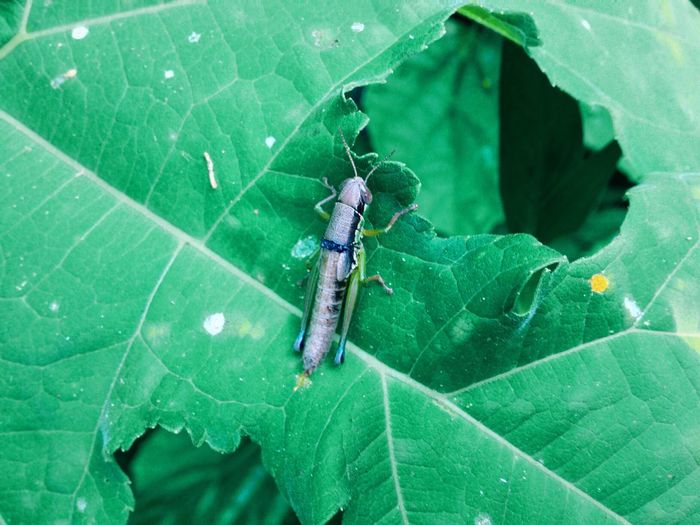 Close-up of insect on leaf