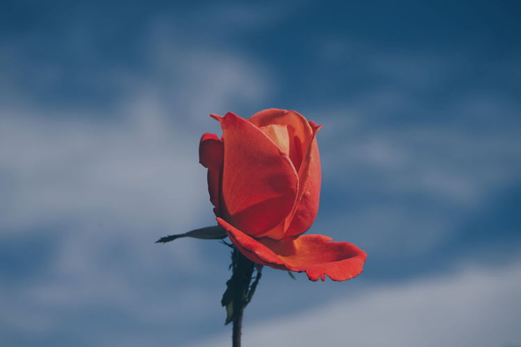 Close-up of red rose against blurred background