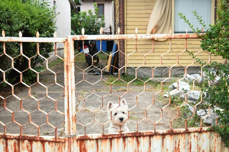 Dog behind old closed gate