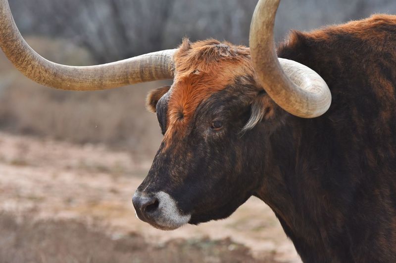 Close-up of texas longhorn cattle