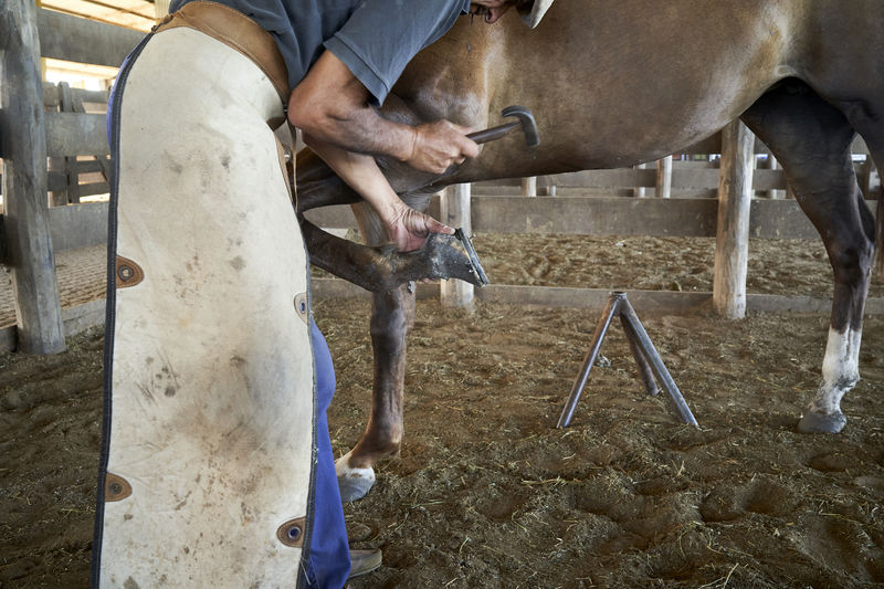 A skilled farrier shoeing a horse on a ranch.