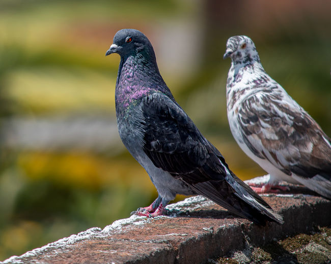 Close-up of pigeons perching on wood