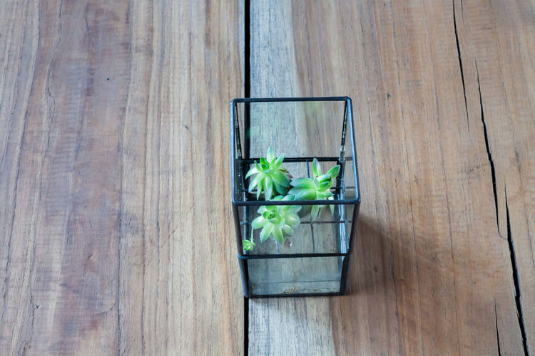 Close-up of potted plant on wooden table