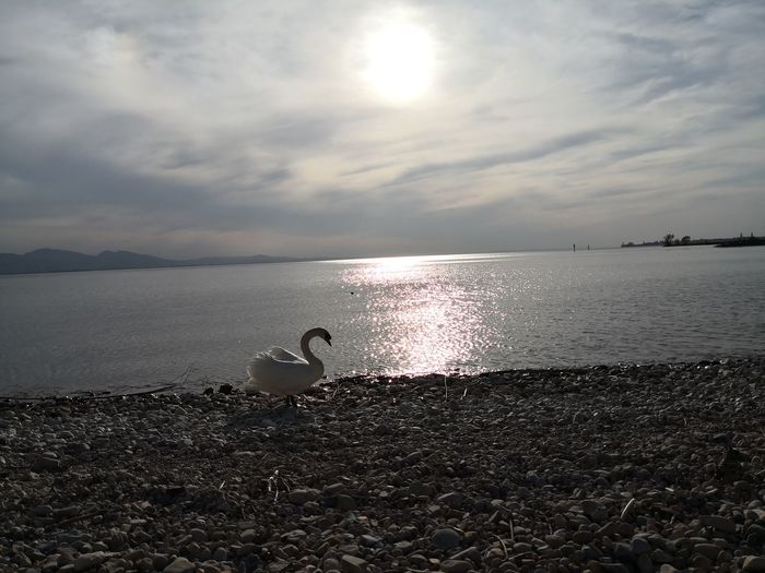View of seagulls on beach