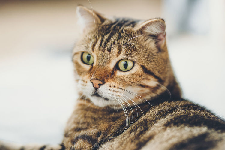 Close-up of tabby cat