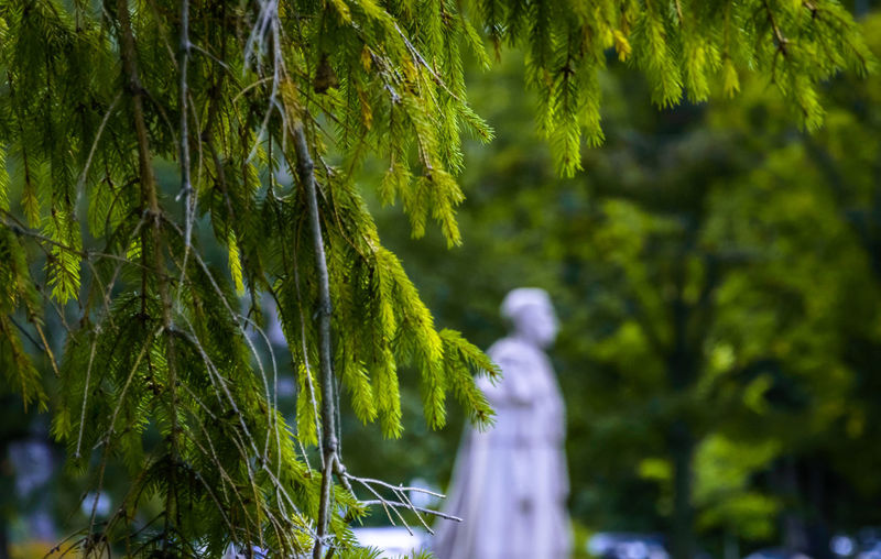 Cropped image of tree against statue