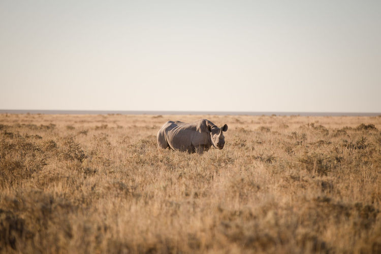 Rhino in etosha national park, namibia