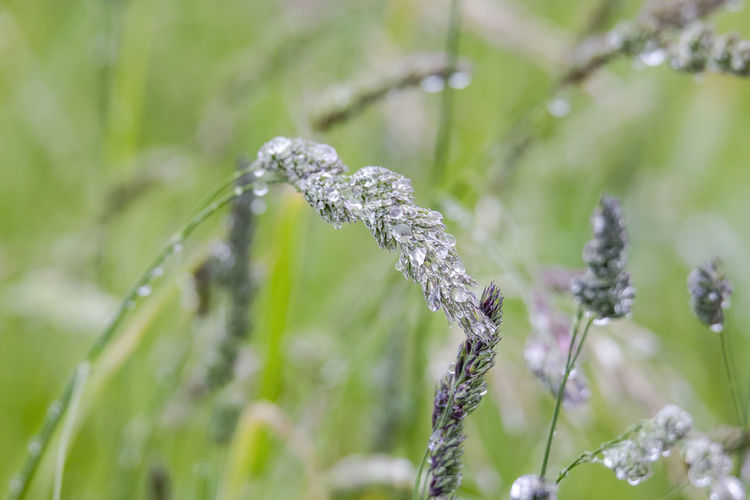 Close-up of frost on plant on land