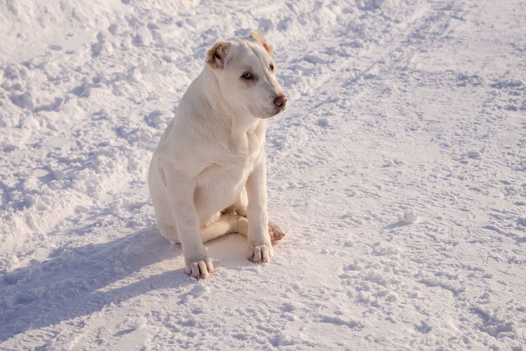 Dog on snow covered field