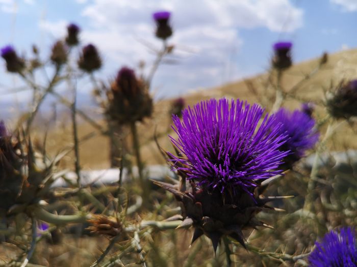 Close-up of purple thistle flowers on field