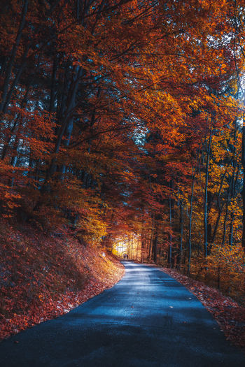 Road amidst trees during autumn