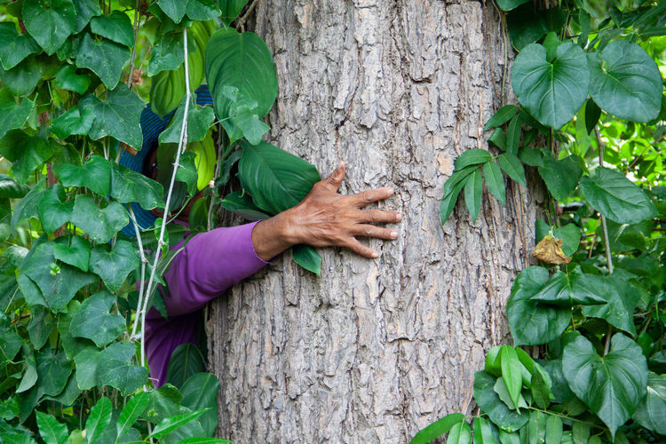 Woman hand by tree trunk