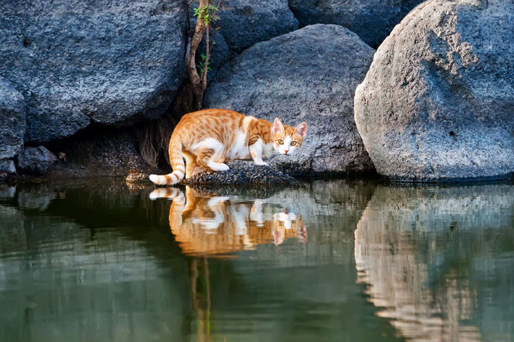Portrait of cat with reflection in lake