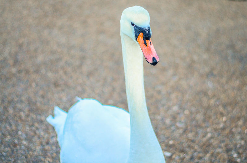Close portrait of a beautiful white mute swan