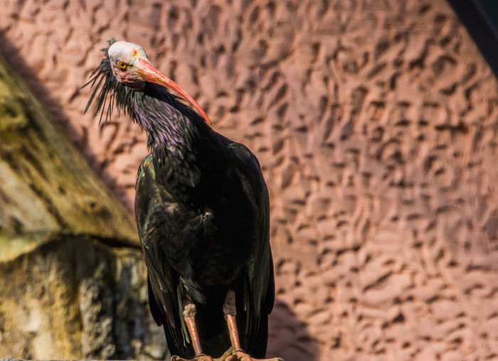 Close-up of a bird