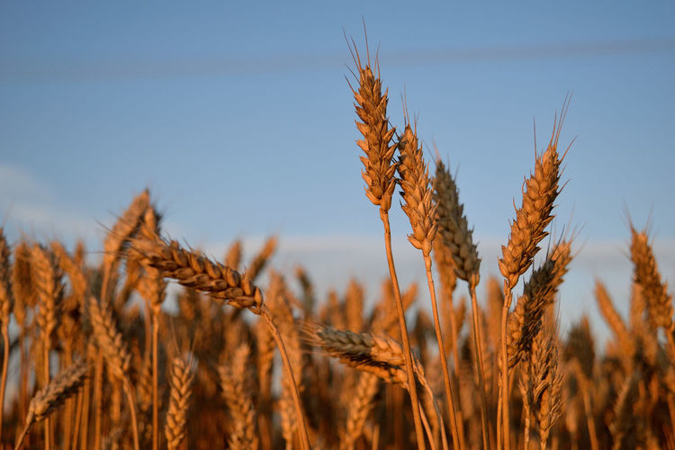 Wheat crops in field against sky