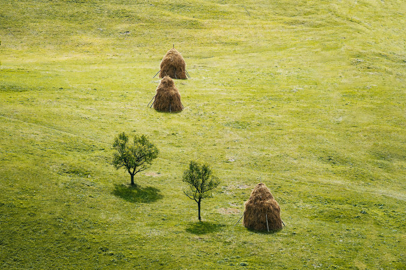 High angle view of trees and haystack on field