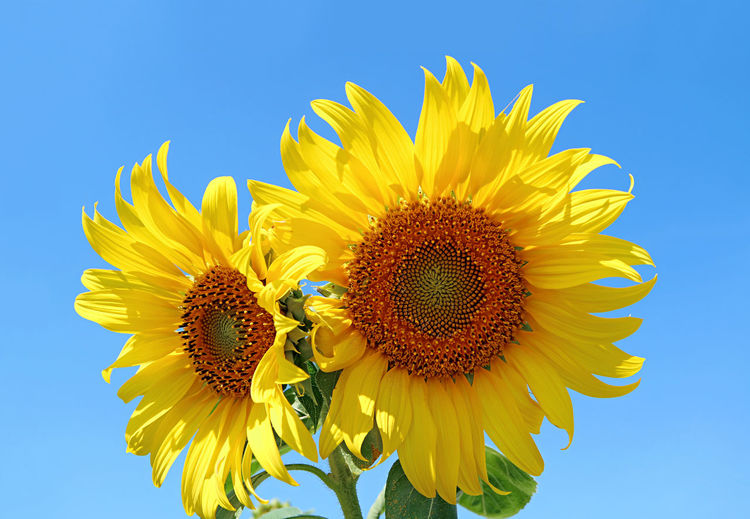 Pair of vivid yellow sunflowers against vibrant blue sunny sky