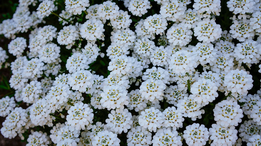 Full frame shot of white flowering plants