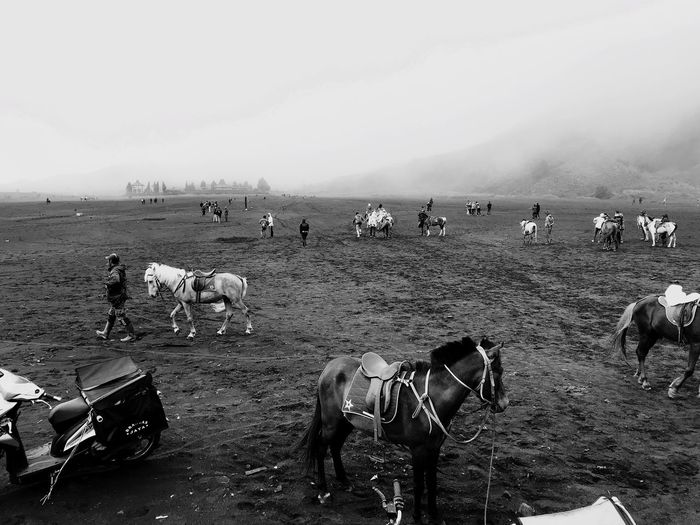 Group of people and horses on the ground