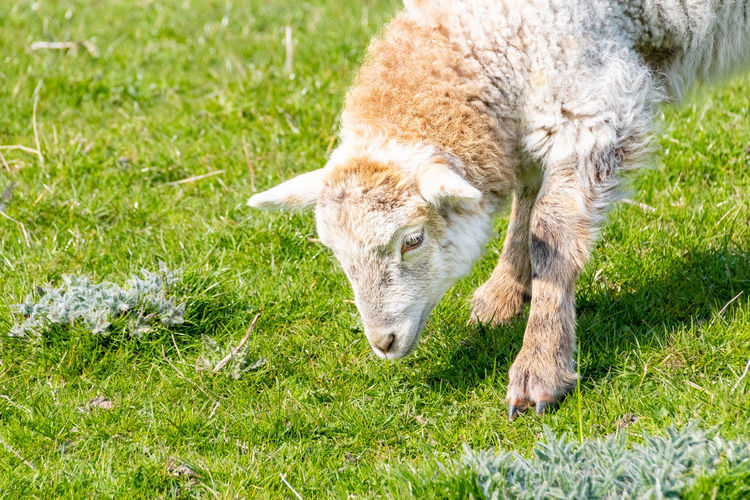 Full length of a sheep grazing in field