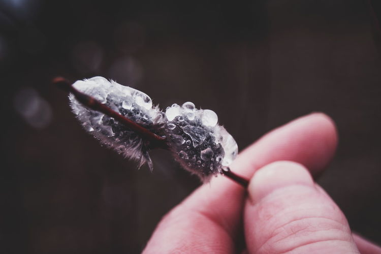 Cropped image of hand holding wet feather