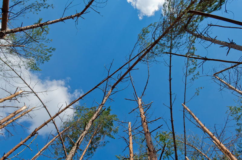 Low angle view of tree against blue sky