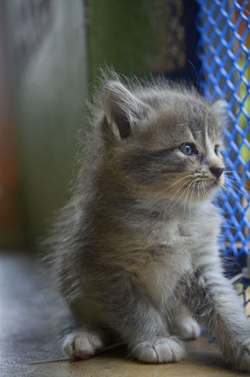 A kitten watch outside cage