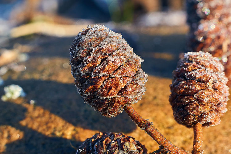 A macro shot of a frozen brown plant