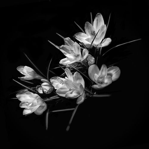 Close-up of white flower vase against black background