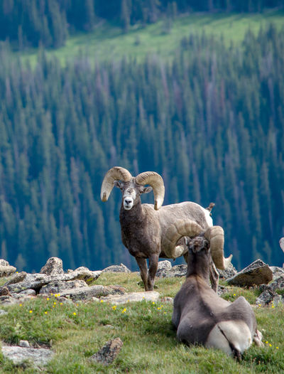  big horn sheep, hang out on the edge of a cliff in the rocky mountain national park, colorado usa