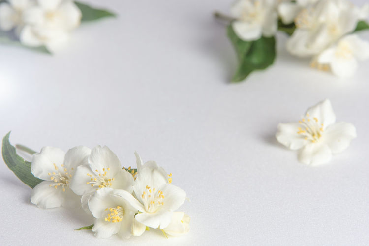 Close-up of white flowers on table